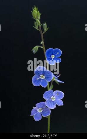 Gamander speedwell; gamander Veronica, Foto Stock