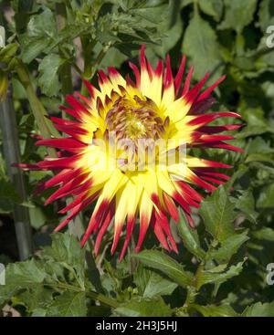 Cactus dahlia Dahlia, Jessica Foto Stock