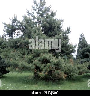 Pino pece, Pinus rigida Foto Stock