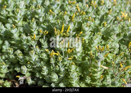 Erba di San Giovanni di Marsh; Hypericum elodes, Foto Stock