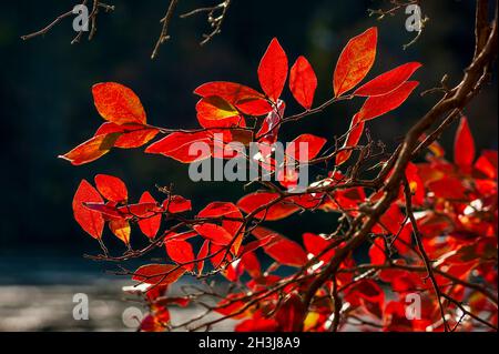 Ramoscelli del mirtillo rosso boreale (Vaccinium corymbosum), in autunno, le foglie diventano di colore rosso brillante. Moore State Park, Paxton, Massachusetts Foto Stock