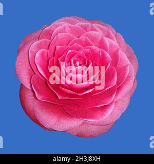 Kamelie; nero, pizzi, Camellia; Foto Stock