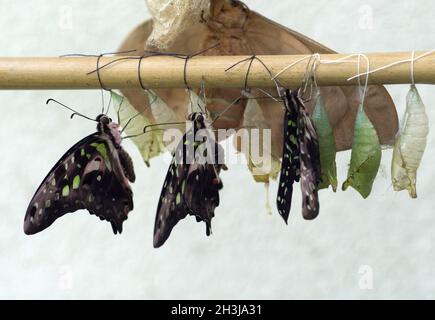 Monarch, farfalla monarca, danaus, plexippu Foto Stock