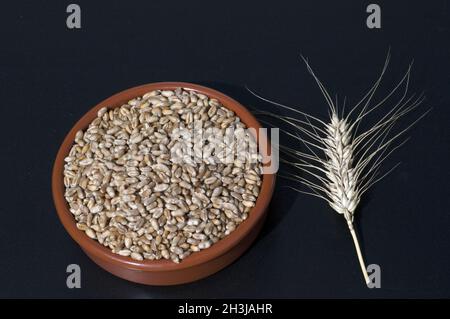 Il triticale, Wintertriticale, triticosecale, rimpauii, Foto Stock
