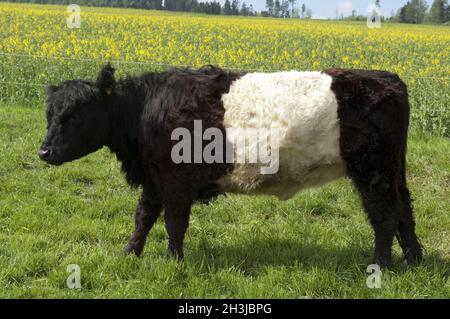 Galloway-Sattelrind, Belted, Galloway, Foto Stock