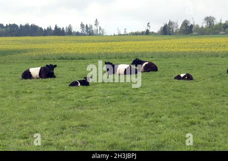 Galloway-Sattelrind, Belted, Galloway, Foto Stock