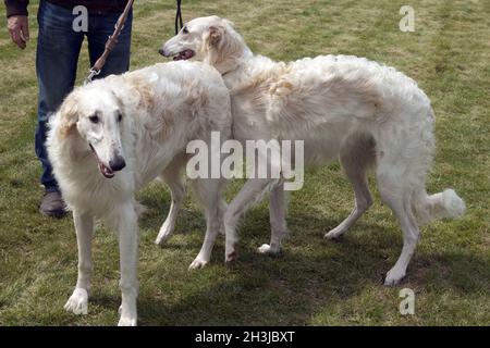 Borzoi, longhaired, Barzaia, Russo, Wolfhound, Foto Stock