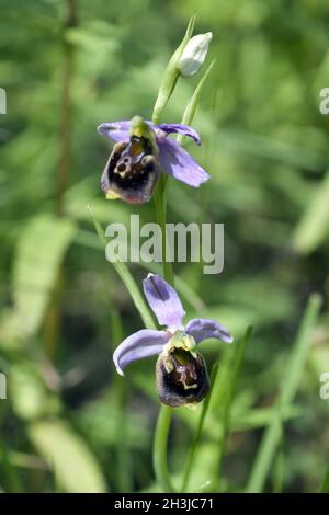 Ape-ragwort, Apifera di Ophrys, orchidea Foto Stock