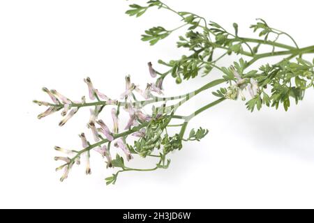 Erdrauch; Fumaria, Officinalis Foto Stock