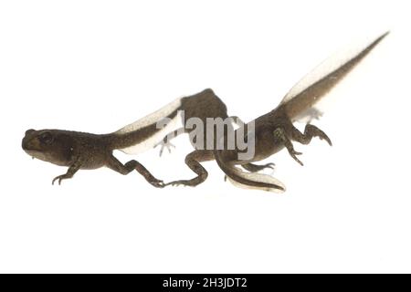 Giovane rana, giovane, croet, bufo, bufo, croet terrestre, Foto Stock