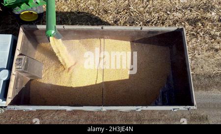 La mietitrebbia versa il mais sul carrello. Vista dall'alto Foto Stock
