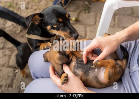 Un mese di marrone brindle Jack Russell cucciolo si trova sul grembo di una donna. Lei batte il pancino morbido del cane. Il cane della madre sta guardando. Fuori al sole per il Foto Stock