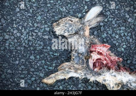 Direttamente sopra di corpo di coniglio morto colpito da auto, Richmondshire, North Yorkshire, Inghilterra Foto Stock