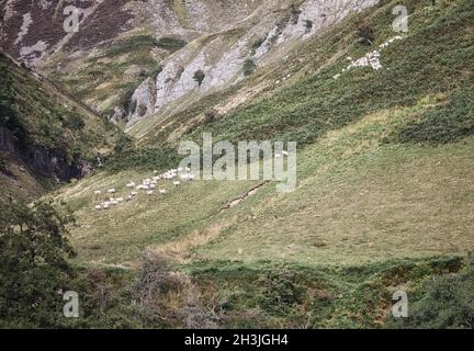 Due greggi di pecore sono arrotondati su una collina frastagliata, Swaledale, Yorkshire Dales National Park, North Yorkshire, Inghilterra Foto Stock