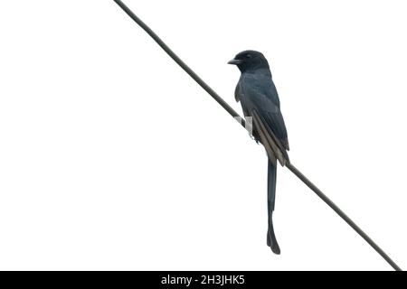 Immagine di Drongo (Dicrurus paradiseus) a coda di racchetta su sfondo di wite. Uccello. Animali. Foto Stock