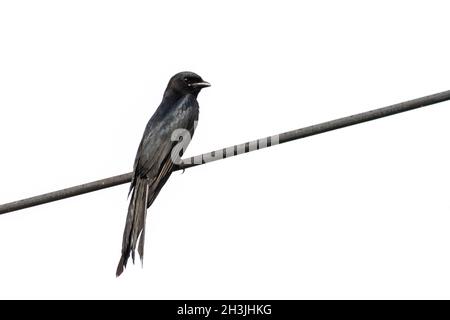 Immagine di Drongo (Dicrurus paradiseus) a coda di racchetta su sfondo di wite. Uccello. Animali. Foto Stock