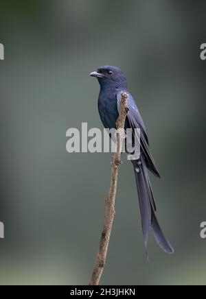 Immagine di Drongo (Dicrurus paradiseus), a coda di racchetta, arroccato su un ramo su sfondo naturale. Uccello. Animali. Foto Stock