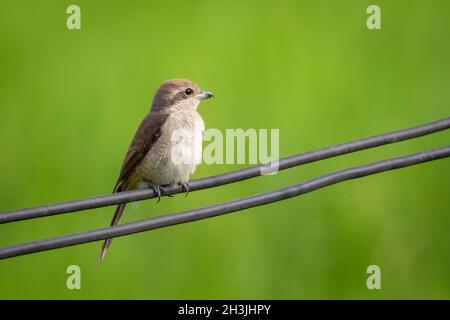 Immagine di gamberi bruni (critico Lanius) su sfondo naturale. Uccello. Animali. Foto Stock