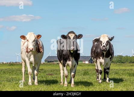 Tre mucche in un campo, bianco nero e rosso, in piedi insieme, in una fila accanto l'uno all'altro e guardando, erba verde e un cielo blu Foto Stock