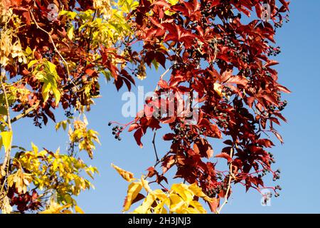 Climbing pianta autunno rosso foglie Virginia Creeper climber Foto Stock