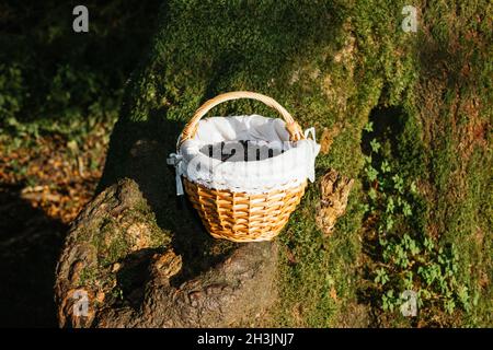 Primo piano di un cestino di vimini con more mature appena raccolte nella natura. Foto Stock