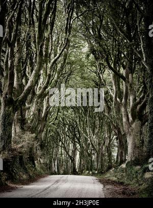 Viale di alberi di faggio lungo una corsia vicino a Bridestowe sul bordo di Dartmoor Devon Regno Unito Foto Stock