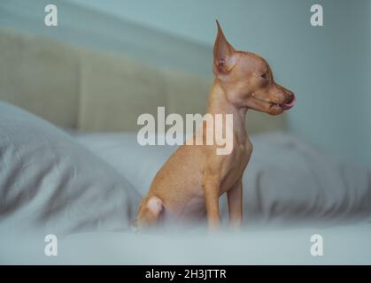 Carino puppy pinscher in miniatura Foto Stock