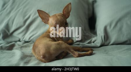 Carino puppy pinscher in miniatura Foto Stock