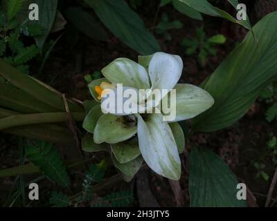 Fiore di curcuma sulla pianta Foto Stock