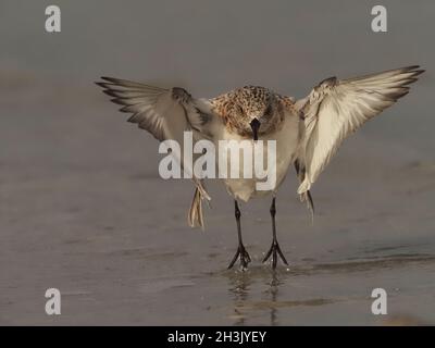 sanderling sono piccoli waders che sono abbastanza avvicinabili, o tollererà la presenza umana se rimanete fermi, correndo intorno voi. Foto Stock