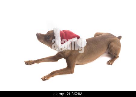 Carino cane pinscher in cappello Babbo Natale Foto Stock