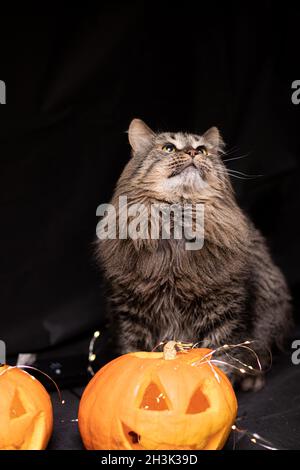 Gatto su sfondo scuro con luci e una zucca per Halloween Foto Stock