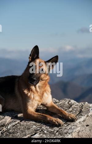 Il cane pastore tedesco viaggia in montagna. Il cane si trova in cima alla scogliera con zampe anteriori allungate in avanti e gode di libertà e di belle vedute della natura Foto Stock