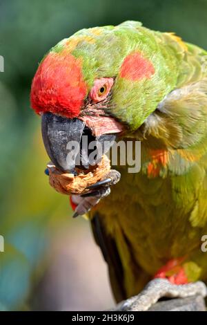 Ritratto macaw rosso-anteriore (rubrogenys di Ara) anche chiamato macaw di Lafresnaye che mangia una noce Foto Stock