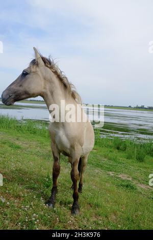 Gray-Brown cavallo in aperto campo di erba in prossimità di acqua Foto Stock