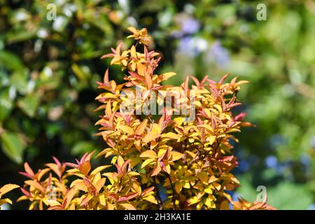 Spirea fiamma dorata Foto Stock