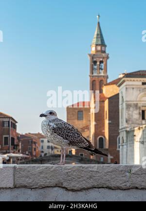 Gabbiano giovanile a zampe gialle (Larus michahellis), Chioggia, Italia Foto Stock