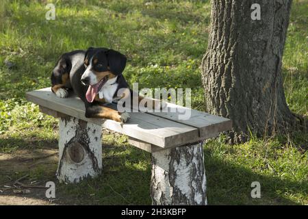 Cane che riposa su una panca di legno nella foresta di primavera Foto Stock