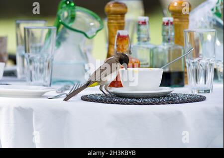 Bulbul (Pycnonotus barbatus) comune o scuro chiuso alla ricerca di cibo su un tavolo da pranzo, Masai Mara, Kenya Foto Stock