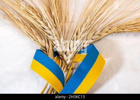 Paillette di grano dorato mazzo di spikes avvolto in giallo e blu, bandiera nazionale ucraino colori, nastro su sfondo bianco panno. Agricoltura raccolto guaine Foto Stock