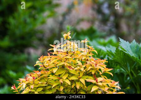 Spirea fiamma dorata Foto Stock