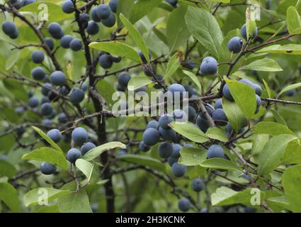 Blu selvaggio prugna bacche sui rami nel giardino estivo. Foto Stock