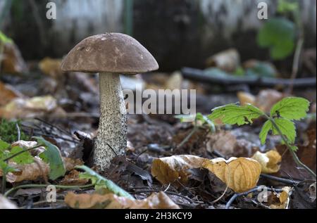 Funghi commestibili nella foresta in una giornata di sole, Leccinum scabrum. Foto Stock