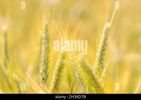 Spighe di grano in un campo di grano - una vista ravvicinata delle spighe di triticale Foto Stock