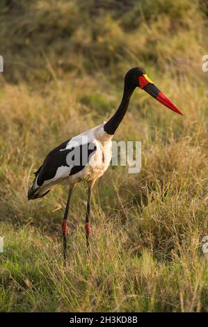 Cicogna o selletta (Ephippiorhynchus senegalensis) in erba alta, Masai Mara, Kenya Foto Stock