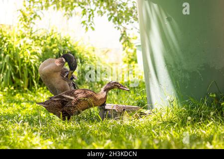 Indian Runner anatra - coppia di anatre, drake e femmina anatra, sull'erba in giardino Foto Stock