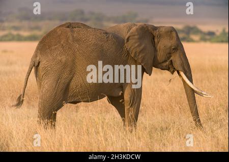 Lone African Bush Elephant (Loxodonta africana) camminando in erba alta, Masai Mara, Kenya Foto Stock