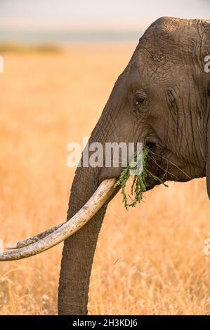 Lone African Bush Elephant (Loxodonta africana) mangiare in erba alta, Masai Mara, Kenya Foto Stock