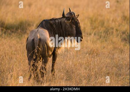 Solitario Wildebeest (Connochaetes taurinus) in piedi in erba alta, Maasai Mara, Kenya Foto Stock