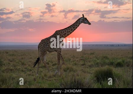 Masai Giraffe (Giraffa camelopardalis tippelskirchi) parzialmente silhouette dal sole all'alba, Maasai Mara, Kenya Foto Stock